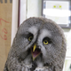 Image for article titled Who Thinks Japan's Owl Cafes Are a Hoot?